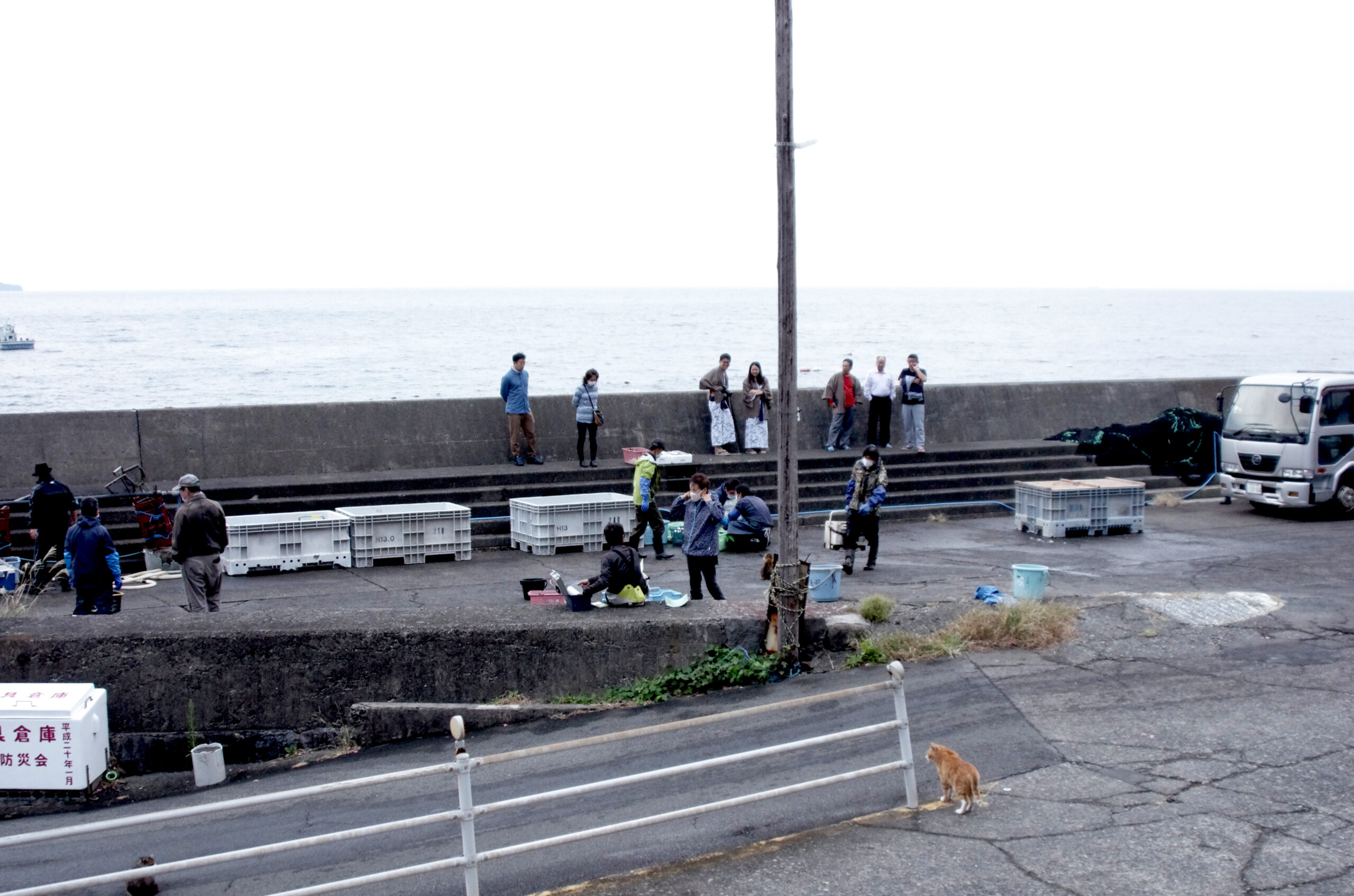 新滞在コンテンツ「お魚買付けツアー」発表！！